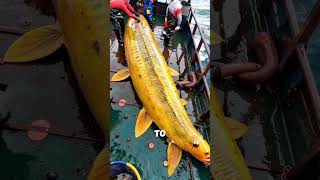 Fishermen Shocked by Rare Sea Creature Discovery  Police Called Immediately oceanworld [upl. by Gladstone]