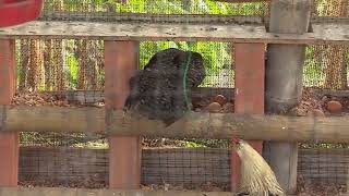 Gallinas criollas para la seguridad alimentaria  La Finca de Hoy [upl. by Wolf]