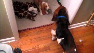 Basset Hound Daphne battles Fred and Oliver [upl. by Rena]