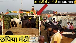 Best Cow and Buffalo Market In UPदेखिए यूपी की सबसे शानदार गाय और भैंस की पशु मंडी CHHAPIYA MANDI [upl. by Llerrahs]