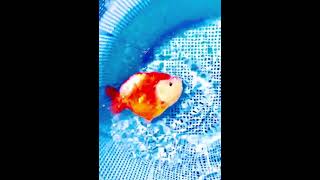 Ranchu mặtt kul ngầu pet thucung cacanh ranchu goldfish virals myminh shorts [upl. by Aztirak]