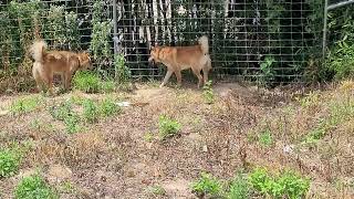 까치 날개만있고 몸통은 어디있을까먹었니Korean Jindo Dog 🐕 [upl. by Namyaw]