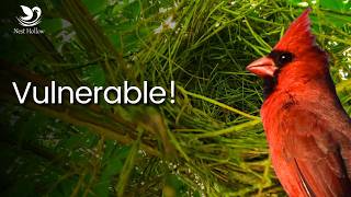 How to Protect Cardinal Nests amp Babies from Predators [upl. by Misa732]