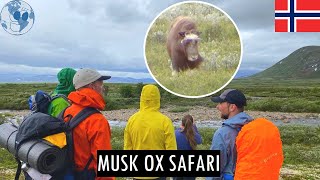 MUSK OX SAFARI at Dovrefjell Oppdal Norway  Three Week Roadtrip in Norway [upl. by Glendon]