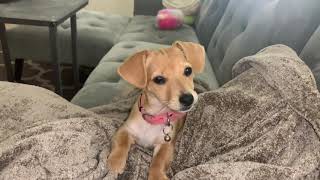 Chiweenie puppy’s cutest and naughtiest moments [upl. by Sherrod558]