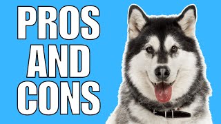 SIBERIAN HUSKY Pros amp Cons Shocking [upl. by Atilamrac430]