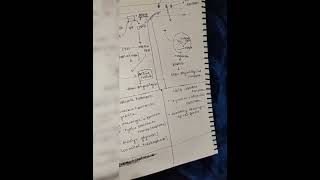 neet2025 mechanism of hormone action [upl. by Cigam843]