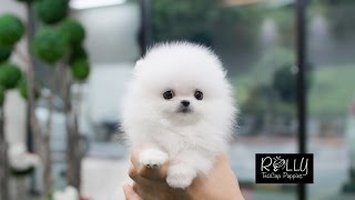 White Fluffy Cute Little Pomeranian D  Buzz  Rolly Teacup Puppies [upl. by Lien]