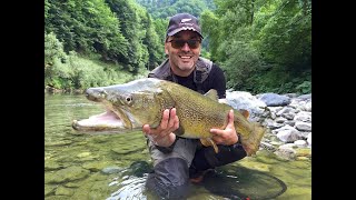 HUGE BIGGERS MARBLES MARMORATAS TROUTS  SIGHT FISHING  SLOVENIA  JUNE 2015 [upl. by Salaidh]