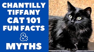 ChantillyTiffany Cats 101  Fun Facts amp Myths [upl. by Mailli]