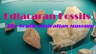 Ediacaran Fossils  The South Australian Museum [upl. by Ettevol534]