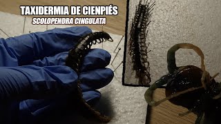 Taxidermia de entomología 7  ASMR Cienpies quotScolopendra cingulataquot [upl. by Ivgnout]