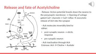 Chapter 5 Introduction to Cholinergic Neurotransmission amp Parasympathomimetic Drugs [upl. by Engud333]