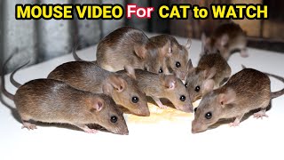 Ultimate Cat TV Mouse and Rat Sounds to Keep Your Cat Engaged Cats LOVE This Mouse and Rat Video [upl. by Rolyak]