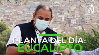 Salud Verde Plantas medicinales a tu servicio  El Eucalipto [upl. by Lellih]