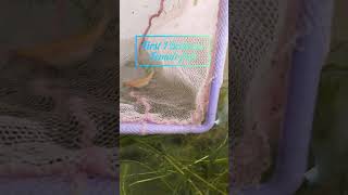 Zebrafish breeding Day 1 zebrafish aquariumfish breeding shortsfeed shorts [upl. by Lanctot295]