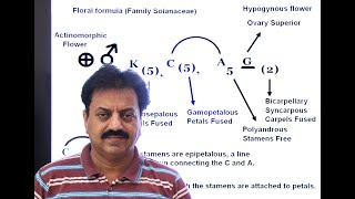 First Year  Chapter 9  Kingdom Plantae  Part 20  Family Solanaceae [upl. by Anahsar]