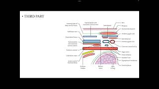 Subclavian artery [upl. by Odlabu142]