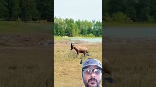 Antelopes are also funny and humorous short [upl. by Osrick293]