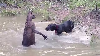 當動物選錯對手是多麼可怕！袋鼠遭到黑狗追趕，沒想到袋鼠引誘它來水裡開戰，結局讓人吃驚 [upl. by Kosel]