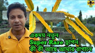 আমার বাগানে সুপার রেয়ার ড্রাগনের কী কী জাত আছে  New arrive Super Rare Dragon Varieties in my garde [upl. by Lleret]