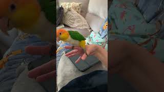 And he’s lost it birds caiques parrot pets funny cute hormonal crazy [upl. by Esau]