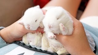 Baby Bunnies Cant Stay Awake [upl. by Erelia363]