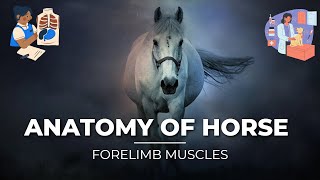 Forelimb Muscles of Horse  Anatomy  Veterinary Medicine [upl. by Drarreg62]