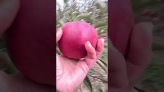 Apple picking kagor amp Kawil [upl. by Fanchie669]