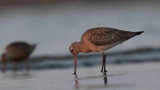 Szlamniki dwa Limosa lapponica Plaża Zachodnia w Świnoujściu 03092024 r [upl. by Kamerman]