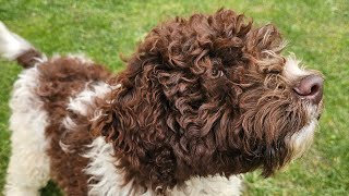 Catel Lagotto Romagnolo [upl. by Oknuj859]