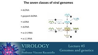 Virology 2014 Lecture 3  Genomes and genetics [upl. by Arihk]