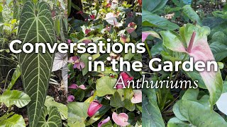 🎙️ Ep 3  Conversations in the Garden Anthuriums [upl. by Lacombe822]