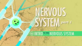 The Nervous System Part 1 Crash Course Anatomy amp Physiology 8 [upl. by Retswerb]