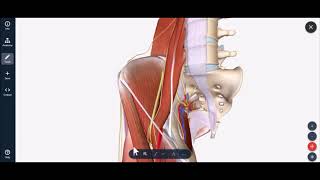 Lateral Femoral Cutaneous Nerve Block [upl. by Julianne955]