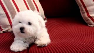 11 Week old Fanfare Maltese Puppy [upl. by Leasi]