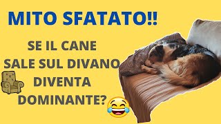 Il Cane Sul Divano Diventa Dominante MITO SFATATO [upl. by Lupe]