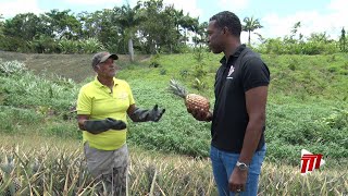 In Depth With Dike Rostant  Tableland Pineapple Farmers Association [upl. by Katzir]