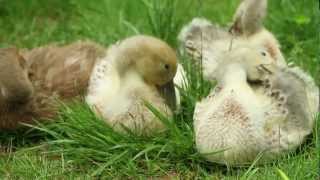 First Month of Raising Welsh Harlequin Ducks [upl. by Johathan]