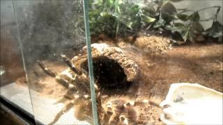 Acanthoscurria geniculata goes wild [upl. by Arihsa616]