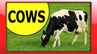 Learn about Cows  Preschool Educational Video  Interesting Facts about Cows for Kindergarten Kids [upl. by Pontius]