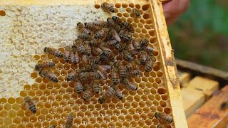 Honeybee Hives Have 2nd Highest Death Rate on Record Study [upl. by Nisotawulo]