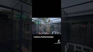 Kattenrennen van Cattery Kattenhartjes [upl. by Haimehen985]