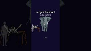 What Are The Largest Animal [upl. by Hpejsoj]