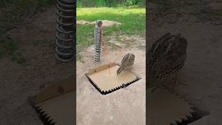 Create Quail Trap Technique youtubeshorts [upl. by Ggerc]