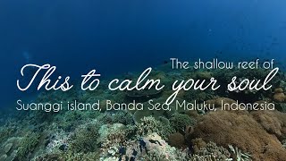 23rd Oct 2024 This is so calming Suanggi Island maluku bandaneira scubadiving reef indonesia [upl. by Graaf]