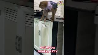 Monkey Lyly buys flour to make cakes shorts monkey youtubeshorts cutefunny viralshort [upl. by Retla]