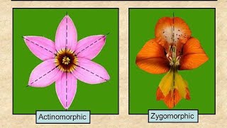 Actinomorphic Zygomorphic And Asymmetric Flower In HindiUrdu [upl. by Wagoner687]