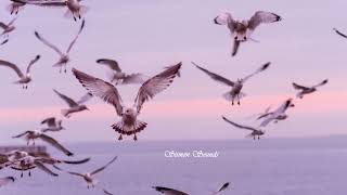 Seagulls screams ambient  Sound Effect SFX [upl. by Orva]