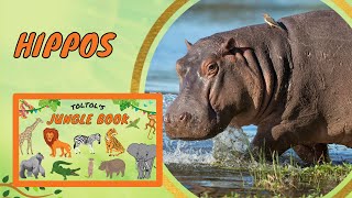 How do Hippos walk underwater Hippos sweat Pink  Toltol’s Jungle Life Book  Kids Encyclopedia [upl. by Aramit]